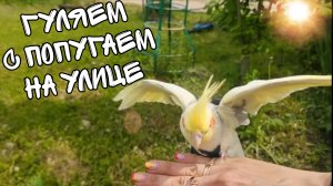 Гуляем с попугаем корелла на улице
