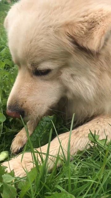 Пес Ричик научился правильно есть огурец 🥒👍👍👍 #dog смотреть онлайн