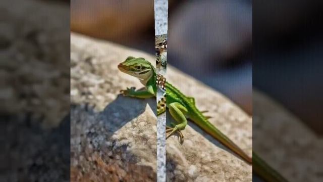 Отбрасывает ли ящерица хвост?