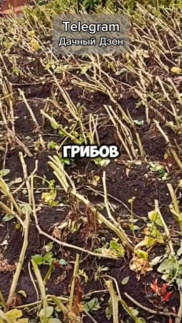 ВЫДИРАТЬ НЕ НУЖНО! #огород #рецепт #дом #дача #урожай #са смотреть онлайн