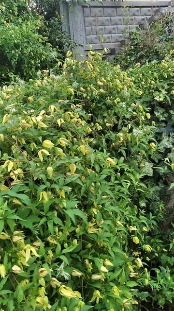 Клематис тангутський - посадив і забув. 12.09.24 Україна #g смотреть онлайн