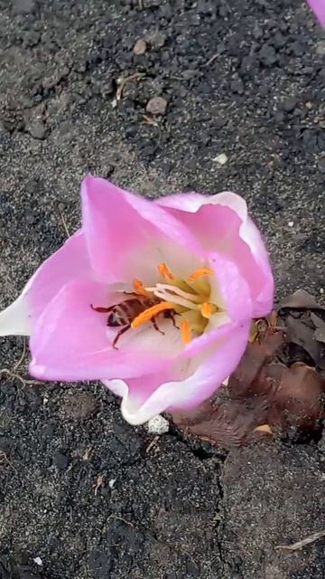 цветы осени смотреть онлайн