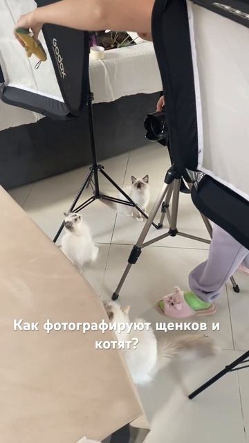 Мы- питомник «Mimimi- dog” и у нас есть #щенкимальтипу! Пас смотреть онлайн