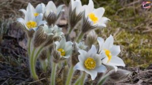День подснежника.