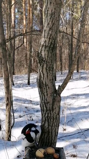 Дятел и грецкий орех. смотреть онлайн
