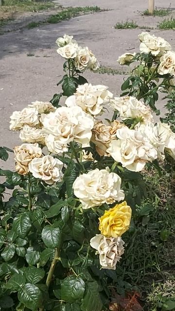 #цветы #россия #парк #розы #даритеженщинамцветы смотреть онлайн