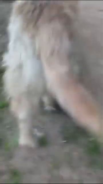 🐕 собака 🥣 ест землю!!!!😱 смотреть онлайн