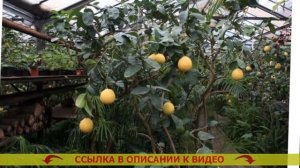 Как укоренить лимон из черенка в домашних условиях в г