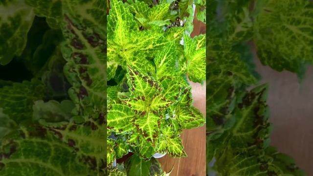Мои колеусы, яркие краски зимой смотреть онлайн