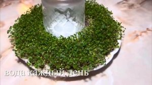 Как вырастить СЕМЕНА ЧИА на ПАСХУ✅