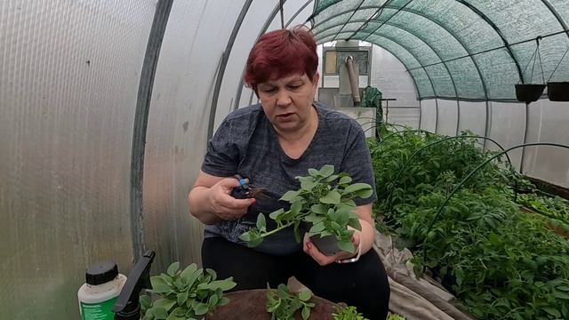 Правильная обрезка петуний и лобелии!! Подготовка рас? смотреть онлайн