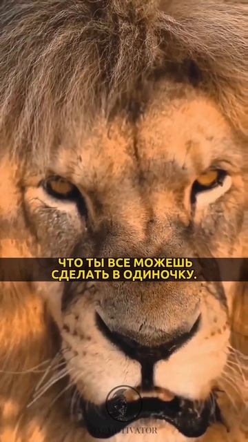 Есть дороги, которые нужно пройти в одиночку #sago #mativation смотреть онлайн