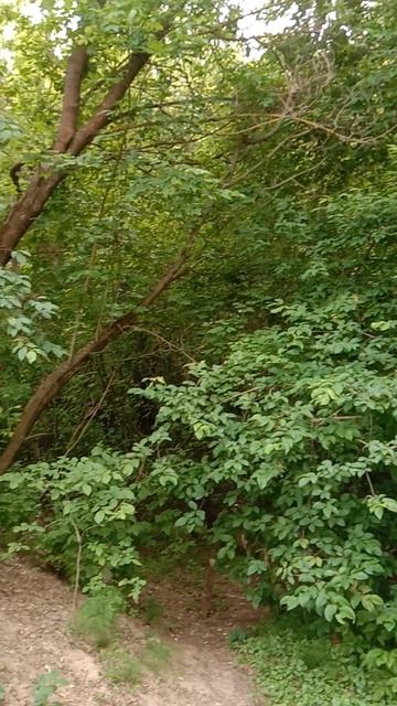 НА РЫБАЛКЕ | ИТОГ ЗА ПОЛ ДНЯ 1 ЁРШ! ЗА ТО НА ПРИРОДЕ ЛЕПОТА! ПТИЦЫ ПОЮТ! #fishing #рыбалка смотреть онлайн