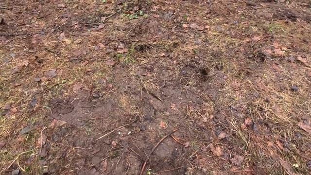 Коп 2025 года! Открытие сезона с Minelab Manticore