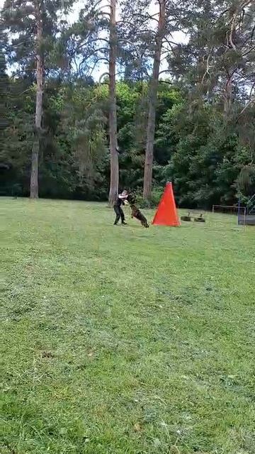 1 Отл. КЧК Фемили Бренд АЭЛИТА Лучшая защита! №27. КЧК ТОЛЬЯТТИ 24 мая`25 А.Сороко Моно немецких овч