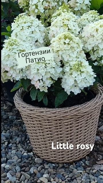#littlerosy #hydrangeaflower #hydrangea #hortensia #гортензия #садгортензий #f смотреть онлайн