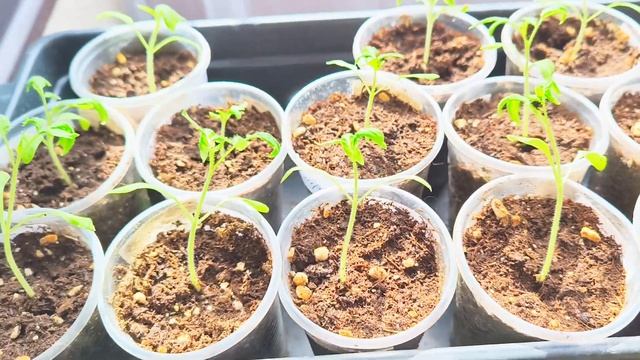 Обзор рассады перца и томатов на 02.04.2025г.