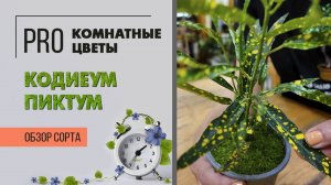 Кодиеум Пиктум. Обзор сорта. Кротон, известный  в народе  как брызги шампанского.