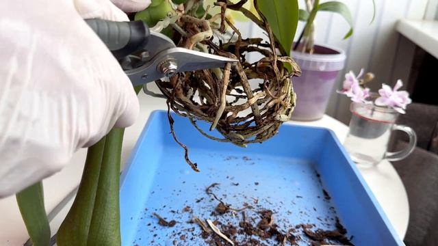 Пересадка орхидеи Avant Garde. Нужно ли оставлять торфяной