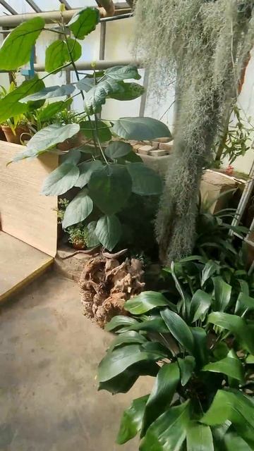 Гуляем по первому залу оранжереи ботанического сада и