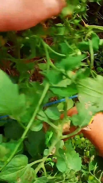 Какая огромная кисть.Живём огородом.Помидоры- сорт Че? смотреть онлайн