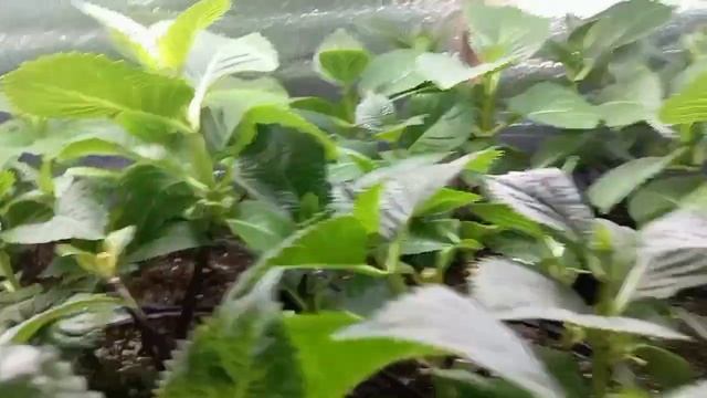 Обзор гортензий на 19.02.2025 смотреть онлайн