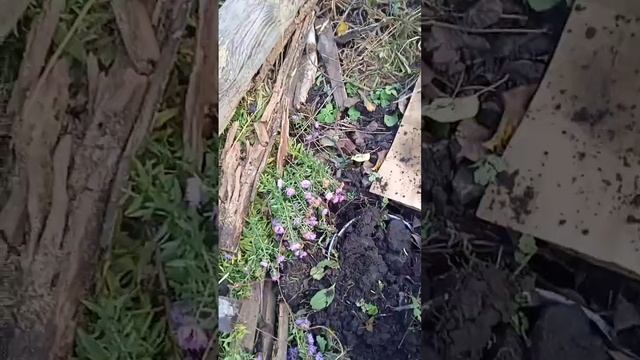 Выходной поздней осенью,дачные дела не закончила,так смотреть онлайн