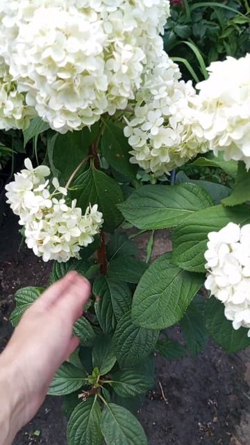 Гортензия метельчатая. Мой любимый Диамантино😍.