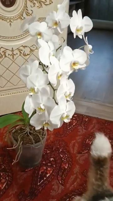 Дарите женщинам цветы 💐🌹🌷🌼 смотреть онлайн