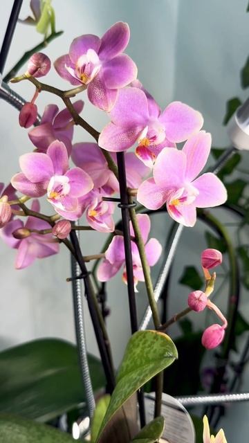 Fragrant Phalaenopsis Orchid Odorion 💗 Орхидея фаленопсис Парфюмерна? смотреть онлайн