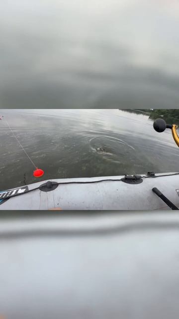 Рыбалка на сома, ловля сома на квок #fishing #top #рыбалка # #sh