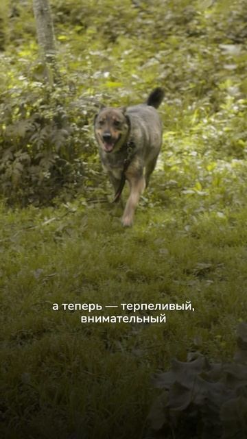 Познакомьтесь с Джеком — специальным гостем фестиваля «Собаки в городе»! смотреть онлайн