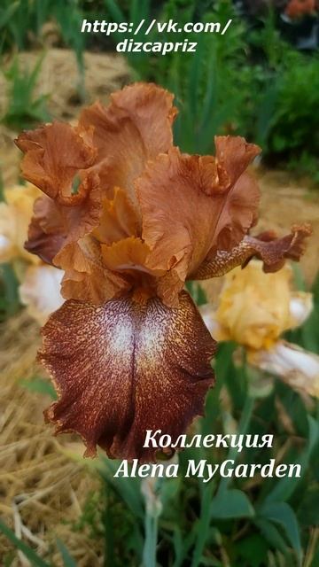 ИРИС HOLIDAY SPIRIT #ирисы #клематисы #лилейники смотреть онлайн