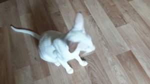 Ориентальный кот разговаривает)