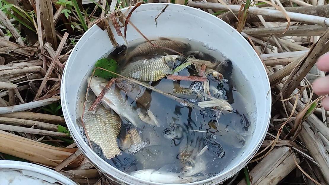 КЛЮЁТ КАК С ПУЛЕМЁТА смотреть онлайн