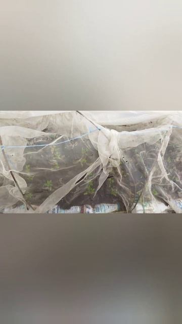 Моя рассада на 8 апреля растет в теплице. смотреть онлайн