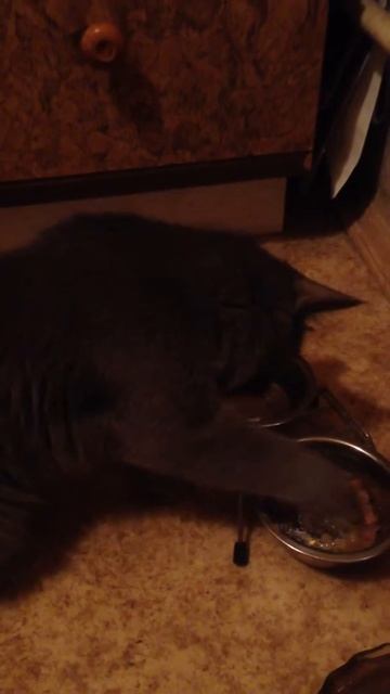 Кошка ест лапой смотреть онлайн