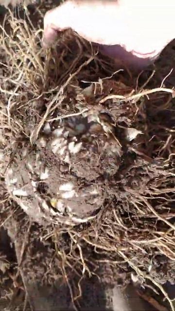 Многодетная лилия). Луковицы с 👊. смотреть онлайн