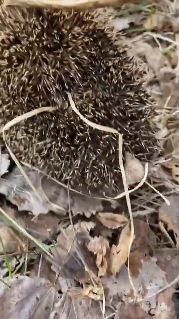 Ежик!!! #2023 #лес #коп #металлоискатель #охота смотреть онлайн