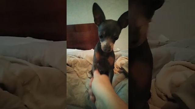 сладких мой мальчик смотреть онлайн