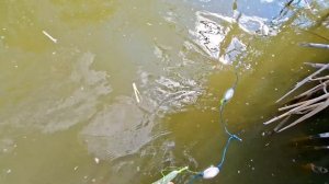 Снасть, Которая Ловит Только ГИГАНТОВ! Амур На 20+ Кг!