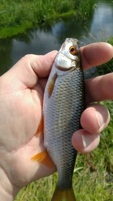 Рыбалка на ПОПЛАВОЧНУЮ удочку 🐟🎣 РЕКА ЗУША 🐟🌊🐟🎣 смотреть онлайн