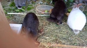 Выращивание содержание кроликов в домашних условиях ?