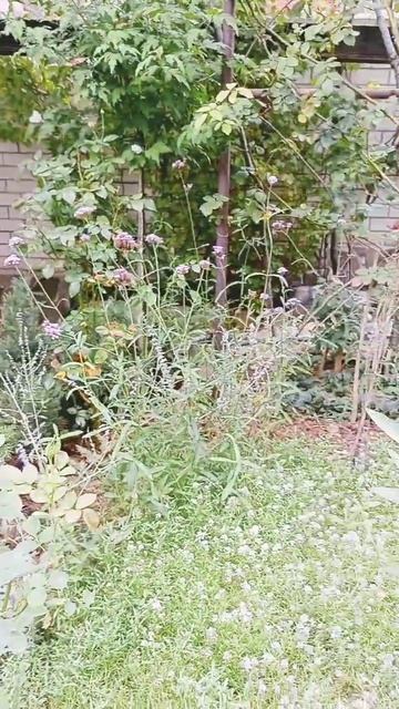 Что цветёт осенью #южныерастения #розы #сад смотреть онлайн