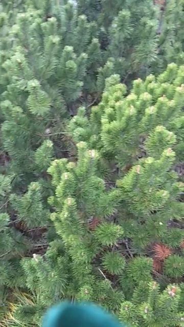 Молодые побеги осенью у еловых смотреть онлайн