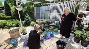 ПОКУПКА ГОРТЕНЗИЙ.КАК ПРАВИЛЬНО ПОСАДИТЬ ГОРТЕНЗИЮ.ФОРМИРОВКА ОБРЕЗКА ГОРТЕНЗИЙ.