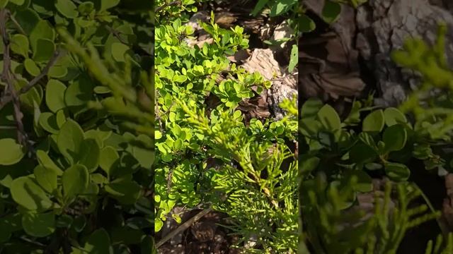 Клематис Мария Качинская 12 июня 24г смотреть онлайн