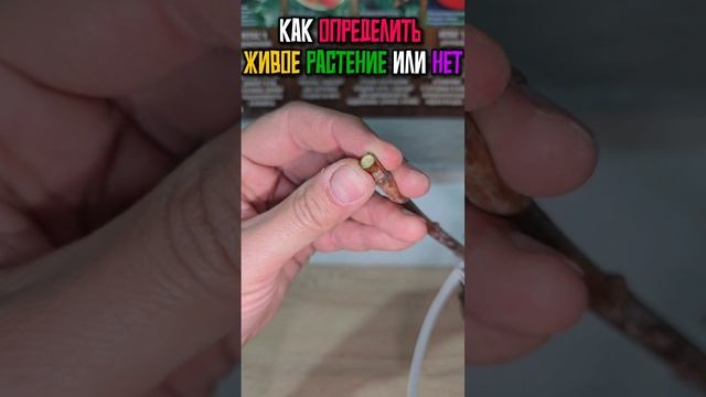 Как определить живой саженец или нет #Гарденмарт_сове? смотреть онлайн