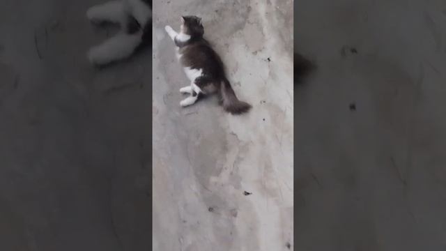 жарю шашлык + сборка лего и качалка!