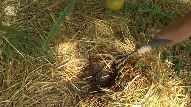 В знойную жару два полива в неделю Помогает мульчаIn The